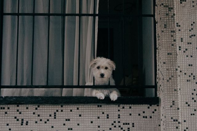 a dog peering out the window